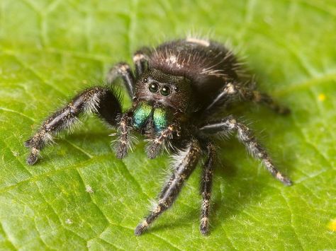 800px-Kaldari_Phidippus_audax_01