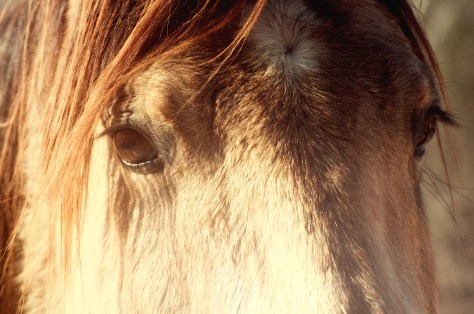 DSC_0545E-(ZF-1880-86909-1-001)